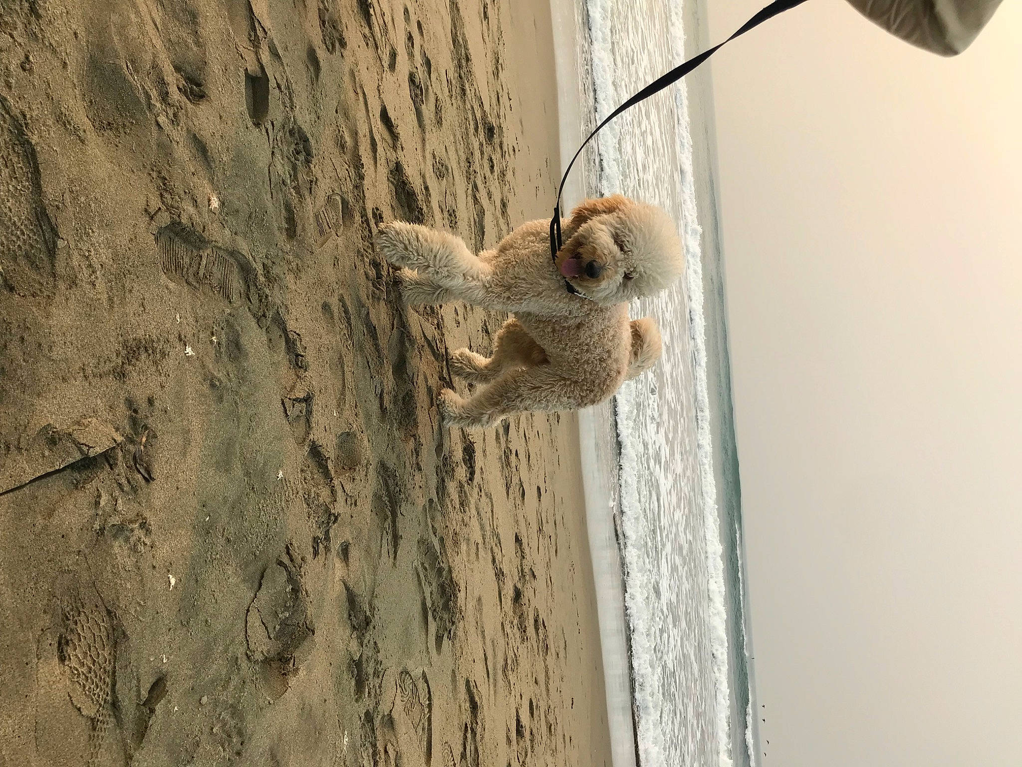 King Lucas is registered to the contest to win money with this photo: beach, carnivore, door, fawn, landscape, rope, sand, shadow, tail, trunk, water, wildlife, window, wood