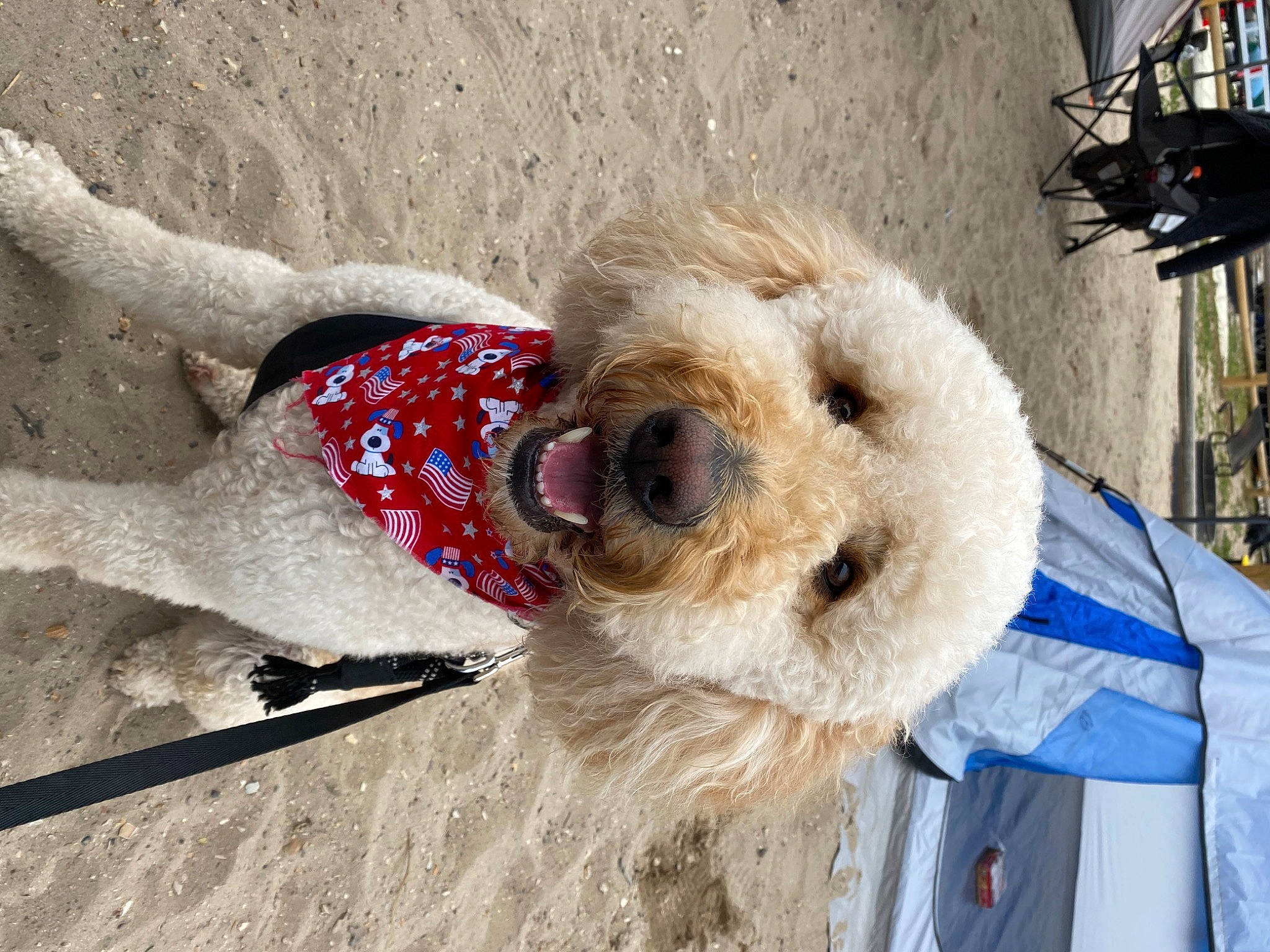 King Lucas joined the competition — help win amazing prizes! canidae, carnivore, collar, companion_dog, dog, dog_breed, dog_clothes, dog_collar, dog_supply, fawn, fur, goggles, leash, pet_supply, snout, sporting_group, sunglasses, terrier, winter, working_animal