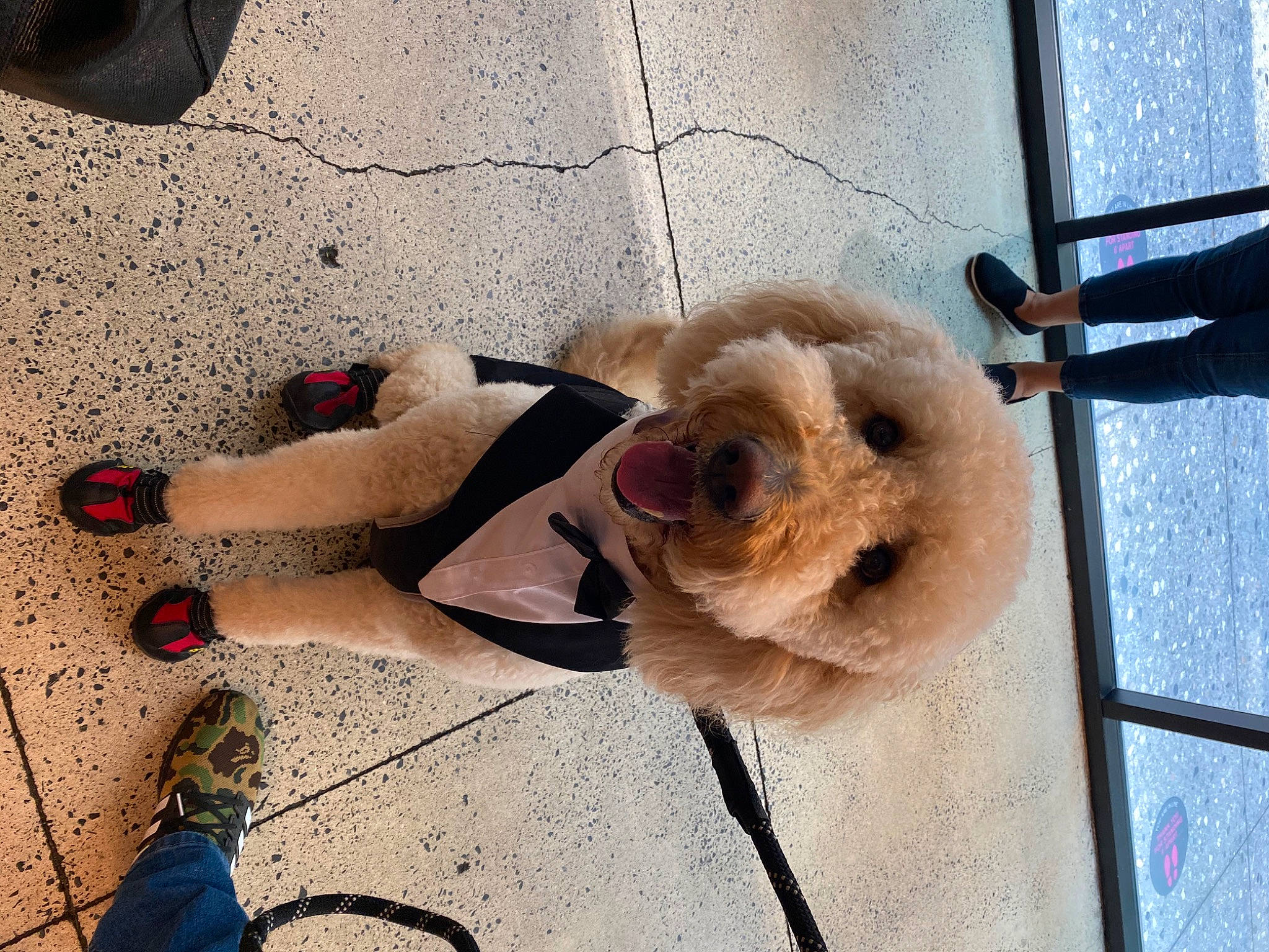 King Lucas is registered to the contest to win money with this photo: canidae, carnivore, companion_dog, dog, dog_breed, eyewear, fawn, foot, fur, goggles, human_leg, leash, road_surface, selfie, snout, stuffed_toy, sunglasses, teddy_bear, toy, toy_dog