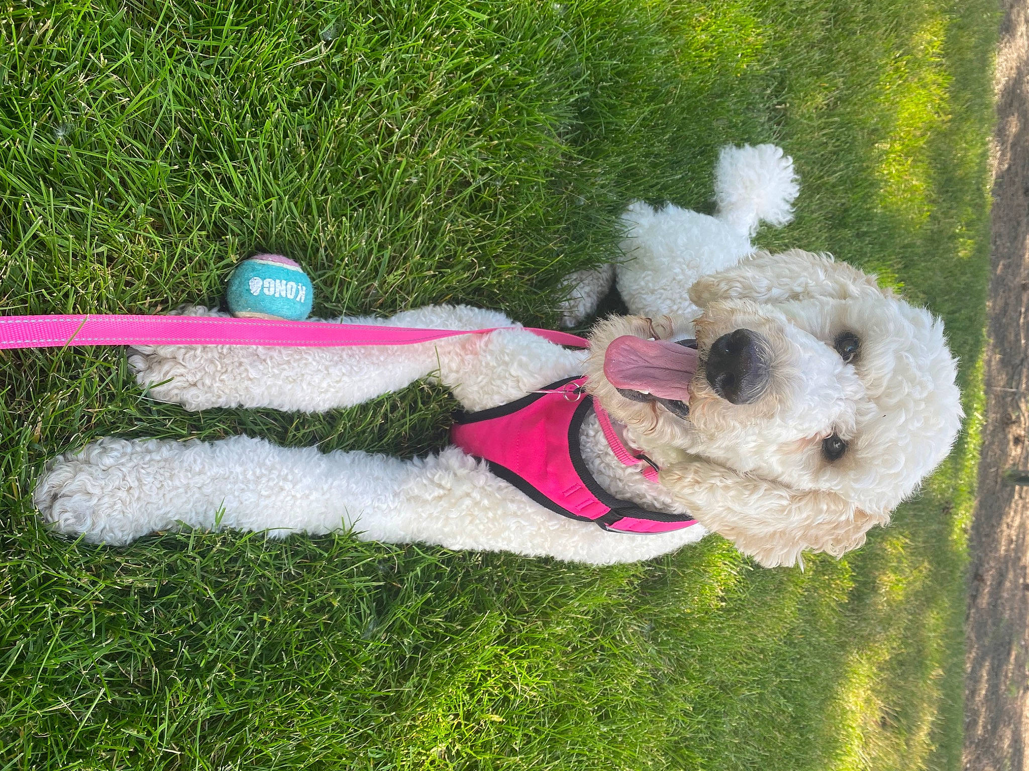 Bella joined the competition — help win amazing prizes! canidae, carnivore, collar, companion_dog, dog, dog_breed, dog_collar, dog_supply, grass, pet_supply, plant, plush, poodle, sporting_group, stuffed_toy, tail, toy, toy_dog, water_dog, wool