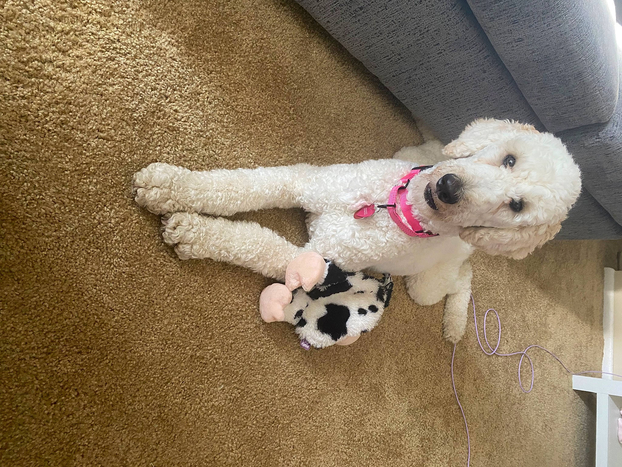 Bella joined the competition — help win amazing prizes! canidae, carnivore, collar, companion_dog, dog, dog_breed, dog_collar, dog_supply, fawn, flooring, pet_supply, poodle, snout, sporting_group, stuffed_toy, sunglasses, tail, toy, toy_dog, working_animal