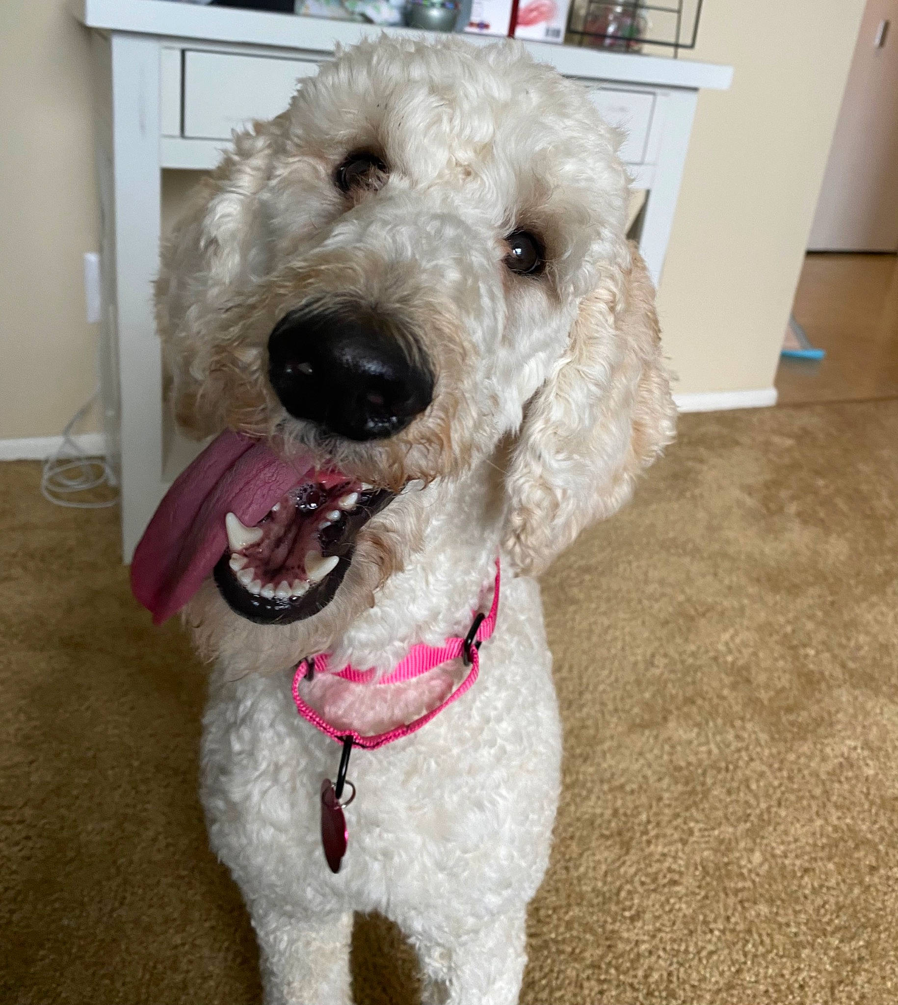 Bella is registered to the contest to win money with this photo: canidae, carnivore, collar, companion_dog, dog, dog_breed, dog_collar, dog_supply, door, flooring, fur, labradoodle, pet_supply, poodle, snout, sporting_group, terrier, toy_dog, water_dog, working_animal
