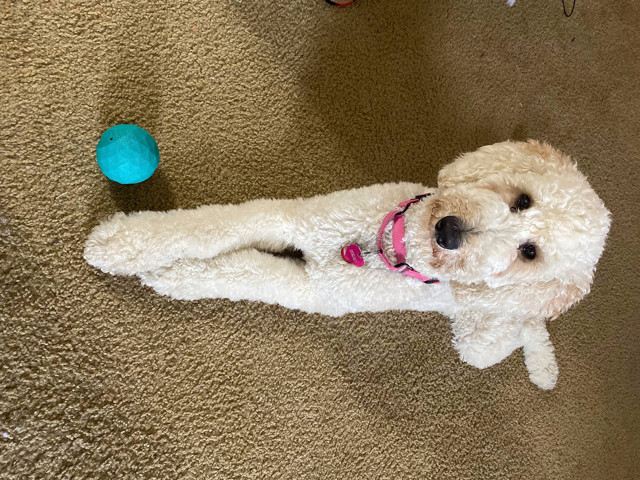 Bella is registered to the contest to win money with this photo: art, baby_toys, carnivore, companion_dog, craft, dog, dog_breed, dog_supply, electric_blue, flooring, foot, fur, pattern, paw, plush, stuffed_toy, tail, toy, toy_dog, wool
