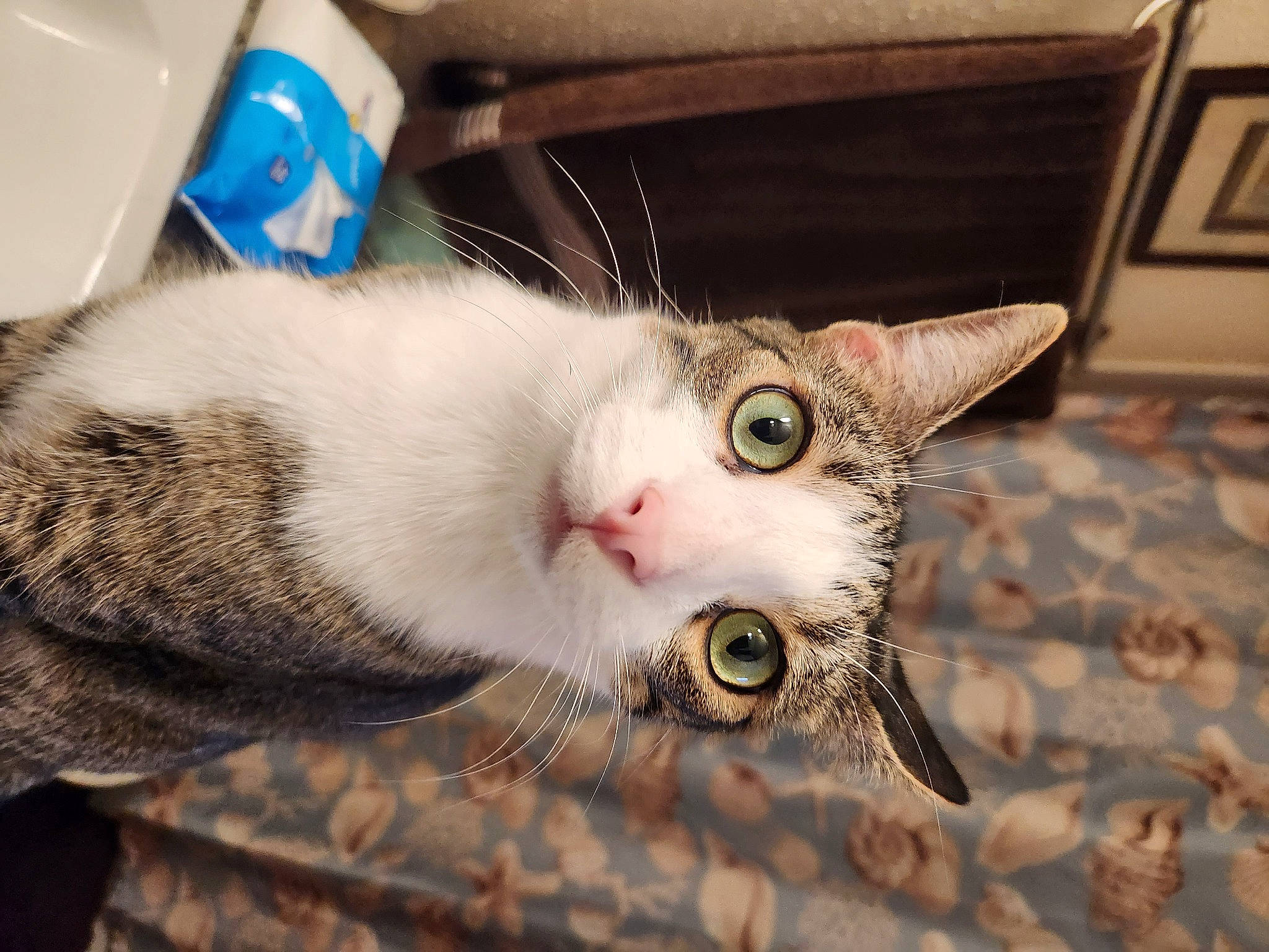 Batman is registered to the contest to win money with this photo: carnivore, cat, claw, domestic_short_haired_cat, fawn, felidae, fur, paw, small_to_medium_sized_cats, snout, tail, whiskers