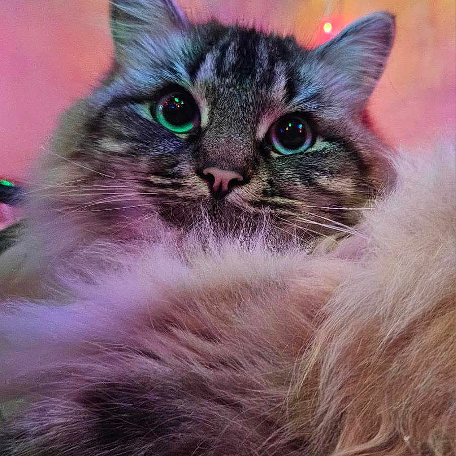 Peekay joined the competition — help win amazing prizes! bokeh, cat, christmas_lights, close_up, cozy, cute, decorations, feline, fluffy, fur, green_eyes, holiday, indoor, long_hair, nose, pet, portrait, soft_texture, tabby, whiskers