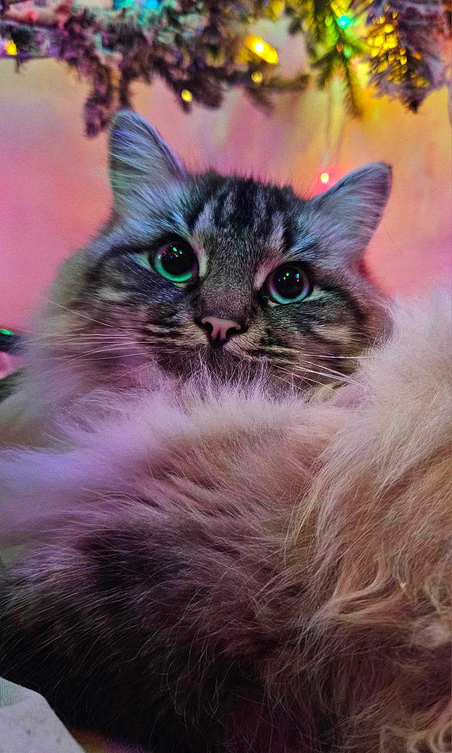 Peekay joined the competition — help win amazing prizes! cat, feline, pet, fluffy, long_hair, tabby, whiskers, green_eyes, close_up, portrait, nose, fur, indoor, cozy, christmas_lights, bokeh, soft_texture, holiday, decorations, cute