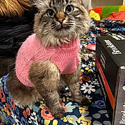 Peekay joined the competition — help win amazing prizes! cat, feline, pet, pink_sweater, sweater, fluffy_fur, whiskers, blue_eyes, indoor, patterned_bedspread, box, human_partial, jacket, cozy, sitting, close_up, portrait, curious, paws, colorful_background
