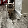 Peekay joined the competition — help win amazing prizes! cat, feline, long_hair, blue_eyes, indoor, hardwood_floor, baseboard, textured_wall, tail, whiskers, walking, curious, pet, domestic_animal, portrait, fur, ears, paws, close_up, shadow