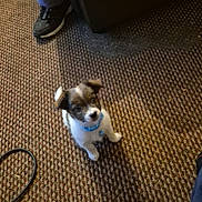 Reggie joined the competition — help win amazing prizes! puppy, dog, blue_collar, carpet, floor, indoor, small_dog, pet, cute, animal, looking_up, legs, shoes, cable, brown, white, furry, young_dog, domestic_animal, companion