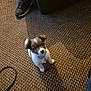 puppy, dog, blue_collar, carpet, floor, indoor, small_dog, pet, cute, animal, looking_up, legs, shoes, cable, brown, white, furry, young_dog, domestic_animal, companion
