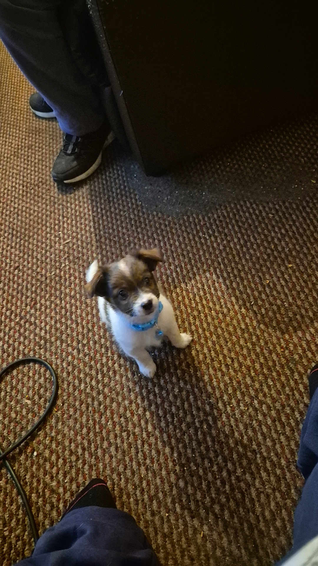 Reggie joined the competition — help win amazing prizes! puppy, dog, blue_collar, carpet, floor, indoor, small_dog, pet, cute, animal, looking_up, legs, shoes, cable, brown, white, furry, young_dog, domestic_animal, companion