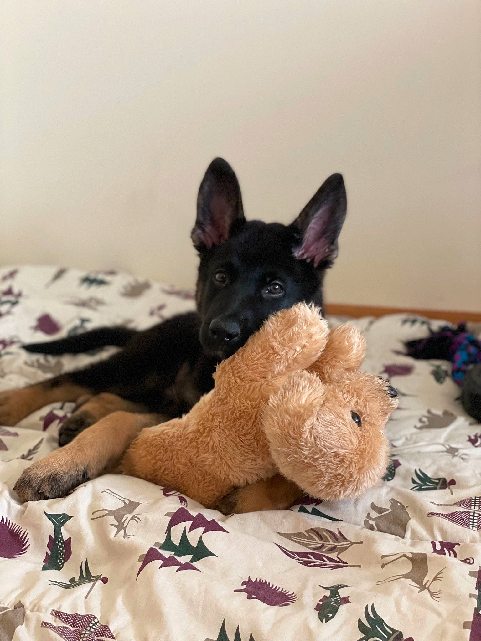 Astro is registered to the contest to win money with this photo: canidae, carmine, carnivore, comfort, companion_dog, dog, dog_breed, dog_supply, ear, fawn, foot, linens, non_sporting_group, pattern, paw, snout, sporting_group, toy_dog, working_animal, working_dog