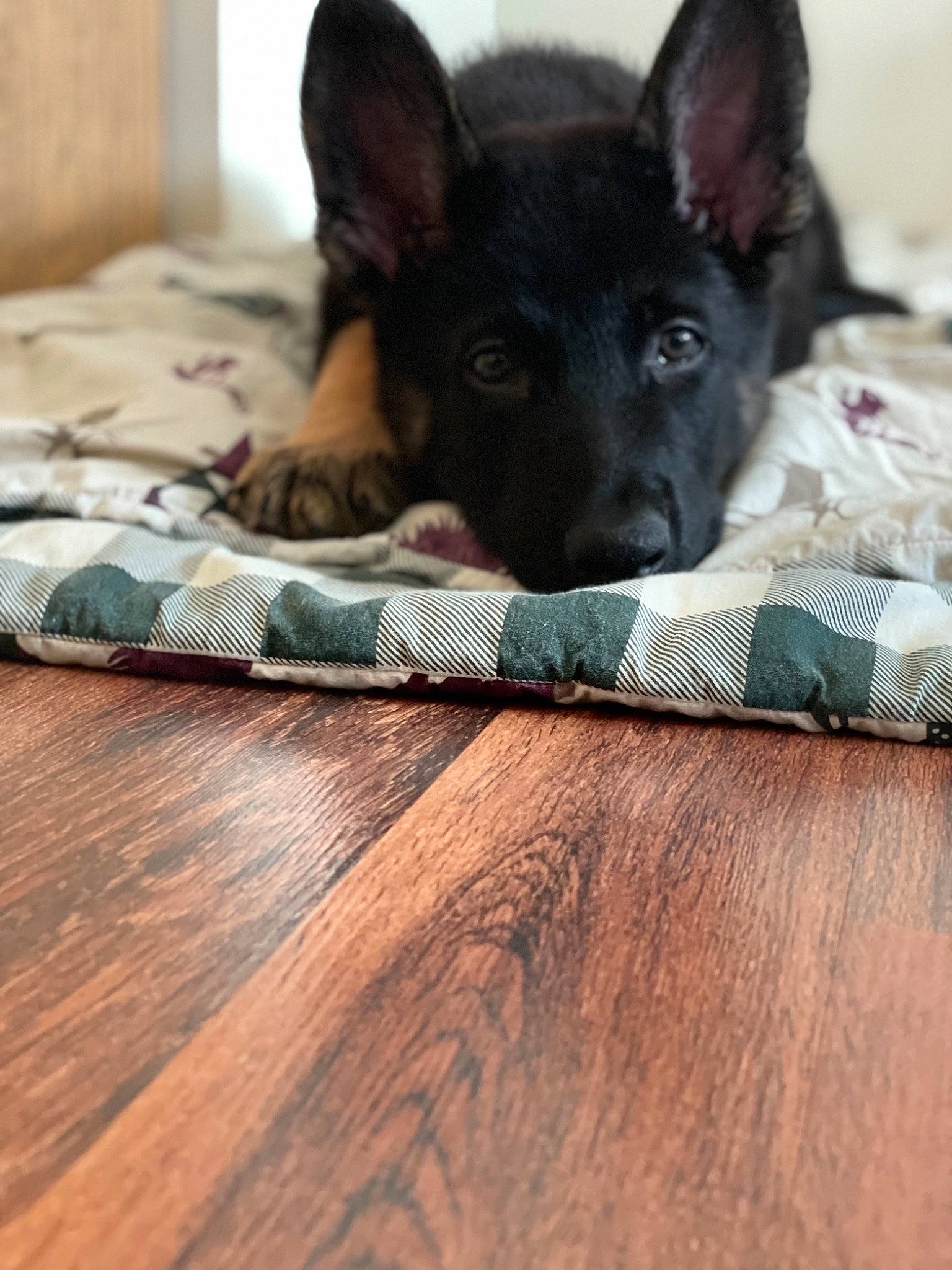 Astro is registered to the contest to win money with this photo: carnivore, comfort, companion_dog, dog, dog_breed, fawn, flooring, fur, grey, hardwood, linens, pattern, paw, snout, terrestrial_animal, toy_dog, whiskers, wood, wood_flooring, working_animal