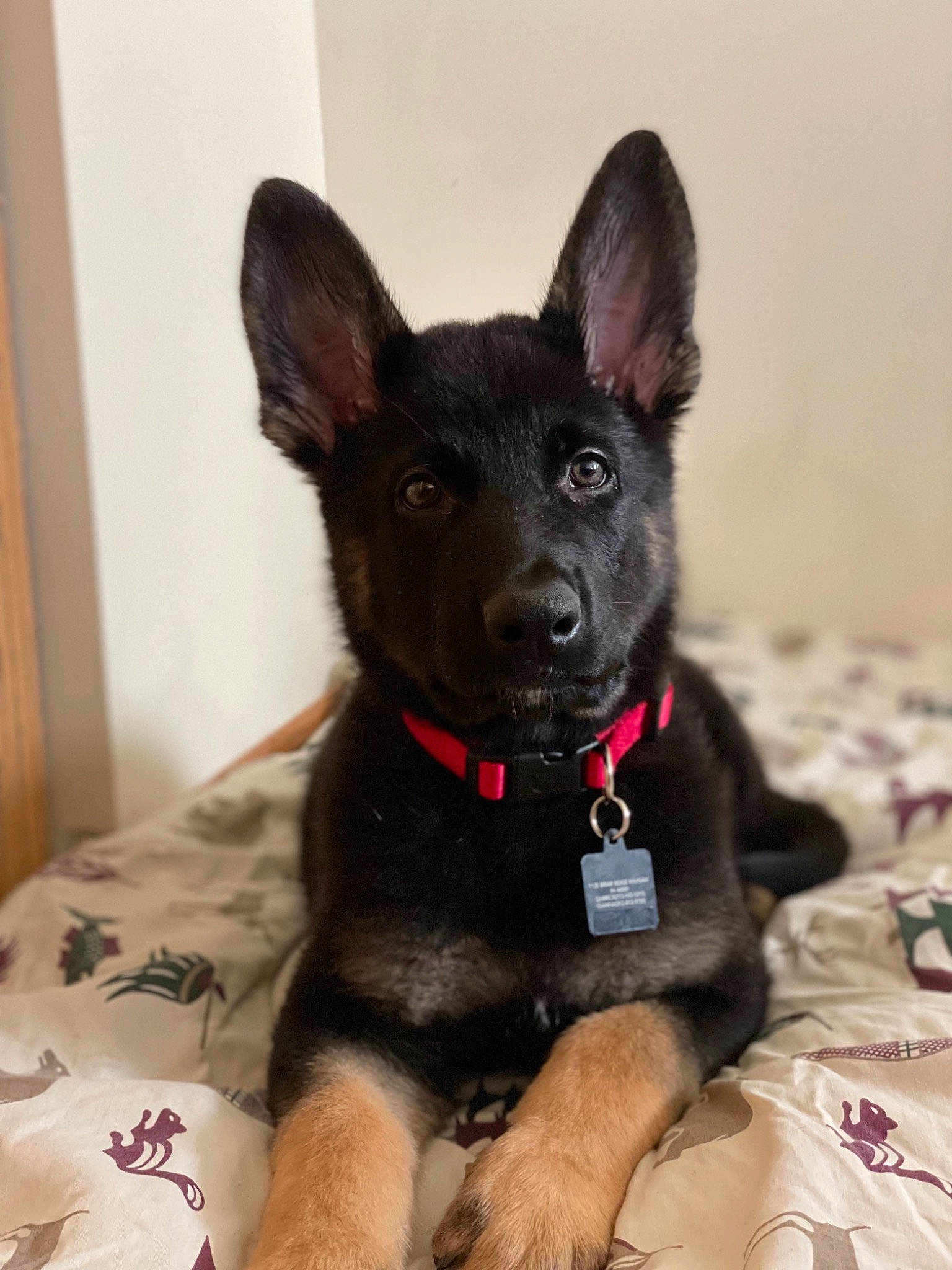 Astro is registered to the contest to win money with this photo: canidae, carnivore, collar, companion_dog, dog, dog_breed, dog_collar, dog_supply, ear, fawn, fur, guard_dog, non_sporting_group, paw, snout, sporting_group, toy_dog, whiskers, working_animal, working_dog