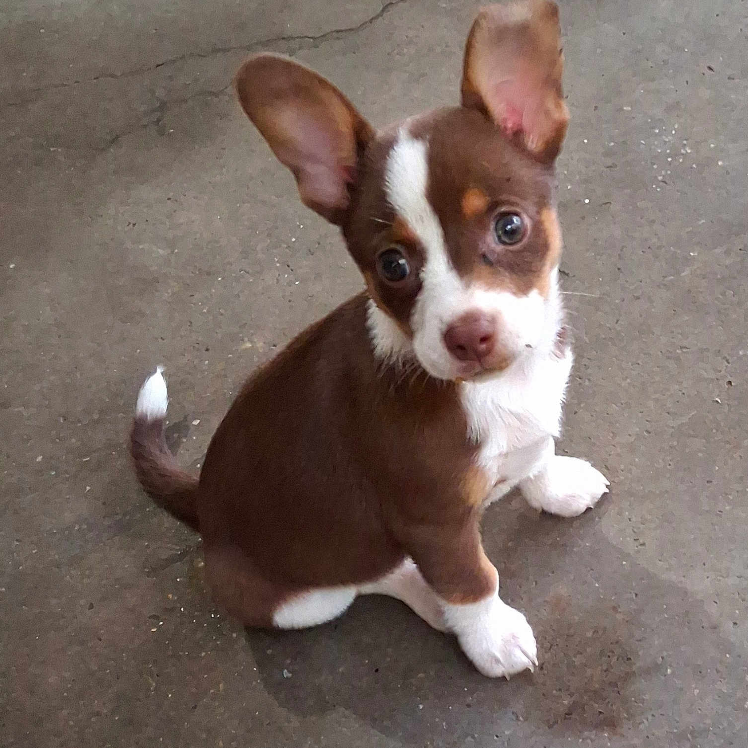 Luna Lou