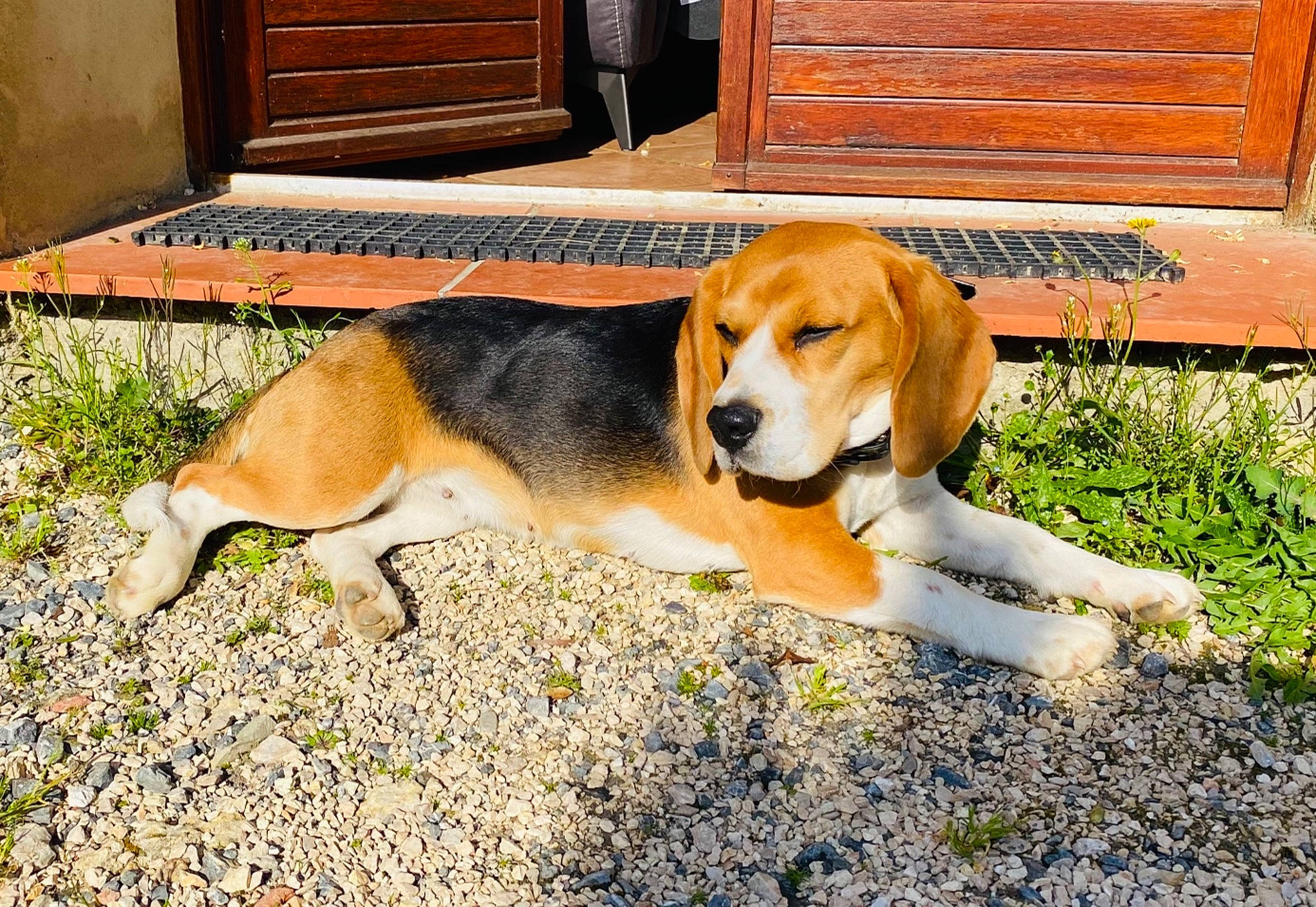 Pakita participe au concours pour gagner de l'argent avec cette photo : cabinetry, canidae, carnivore, companion_dog, dog, dog_breed, fawn, gas, grass, hardwood, hound, paw, plant, scent_hound, snout, sporting_group, tail, terrestrial_animal, wood, wood_stain