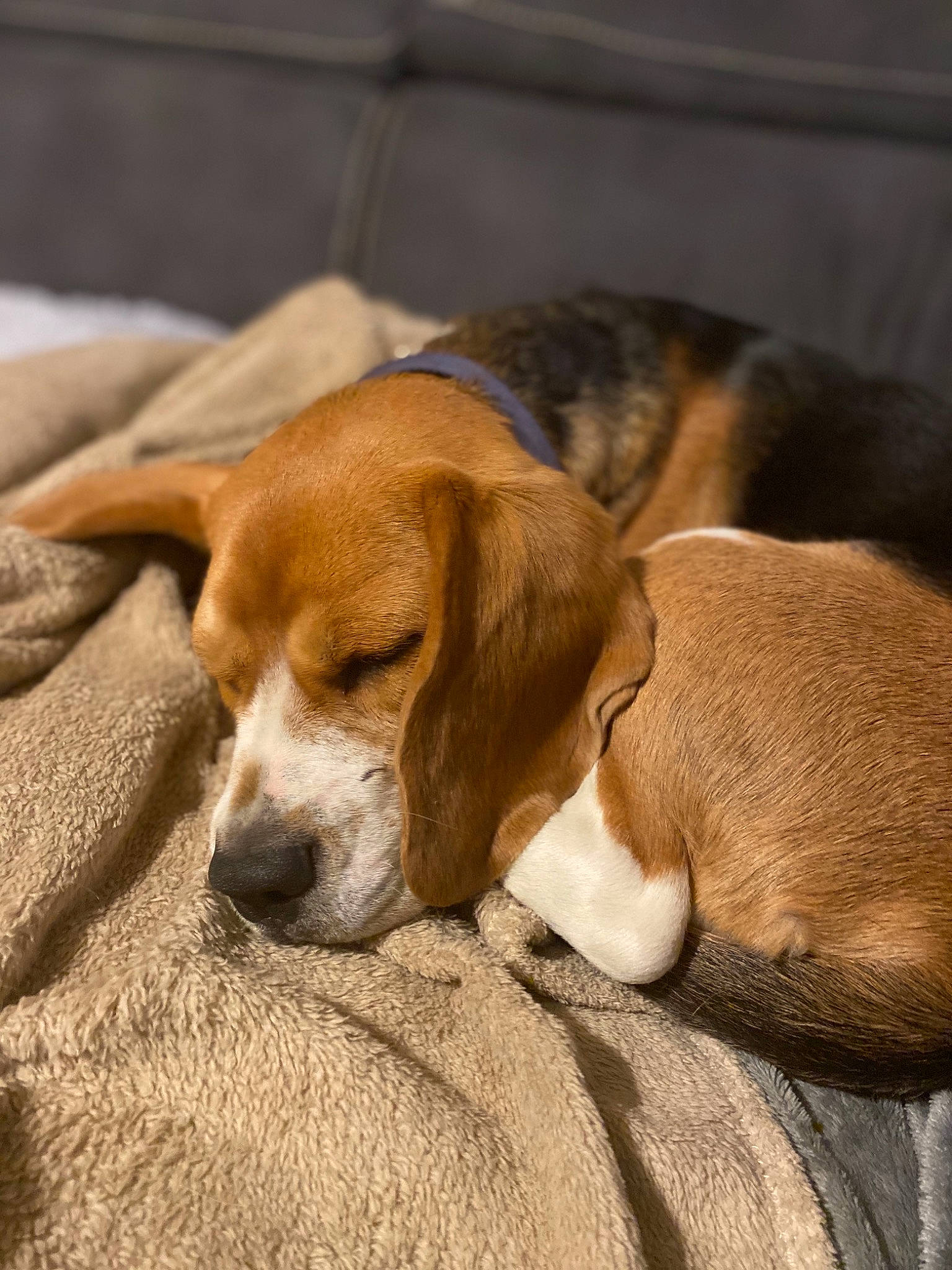 Pakita a rejoint le concours — aidez-le/la à gagner de superbes lots ! beagle, beagle_harrier, canidae, carnivore, comfort, companion_dog, dog, dog_breed, fawn, finnish_hound, fur, hound, hunting_dog, liver, scent_hound, snout, sporting_group, tail, terrestrial_animal, working_animal