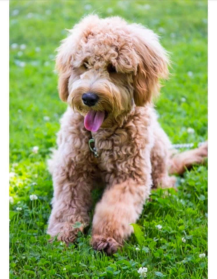 Tower joined the competition — help win amazing prizes! canidae, carnivore, cavapoo, cockapoo, companion_dog, dog, dog_breed, goldendoodle, labradoodle, maltepoo, mammal, miniature_poodle, poodle, poodle_crossbreed, puppy, schnoodle, sporting_group, terrier, toy_poodle, vertebrate