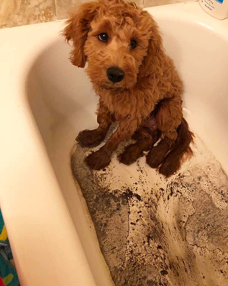 Tower is registered to the contest to win money with this photo: canidae, carnivore, cavapoo, cockapoo, companion_dog, dog, dog_breed, goldendoodle, labradoodle, mammal, miniature_poodle, non_sporting_group, poodle, poodle_crossbreed, puppy, sporting_group, standard_poodle, toy_dog, toy_poodle, water_dog