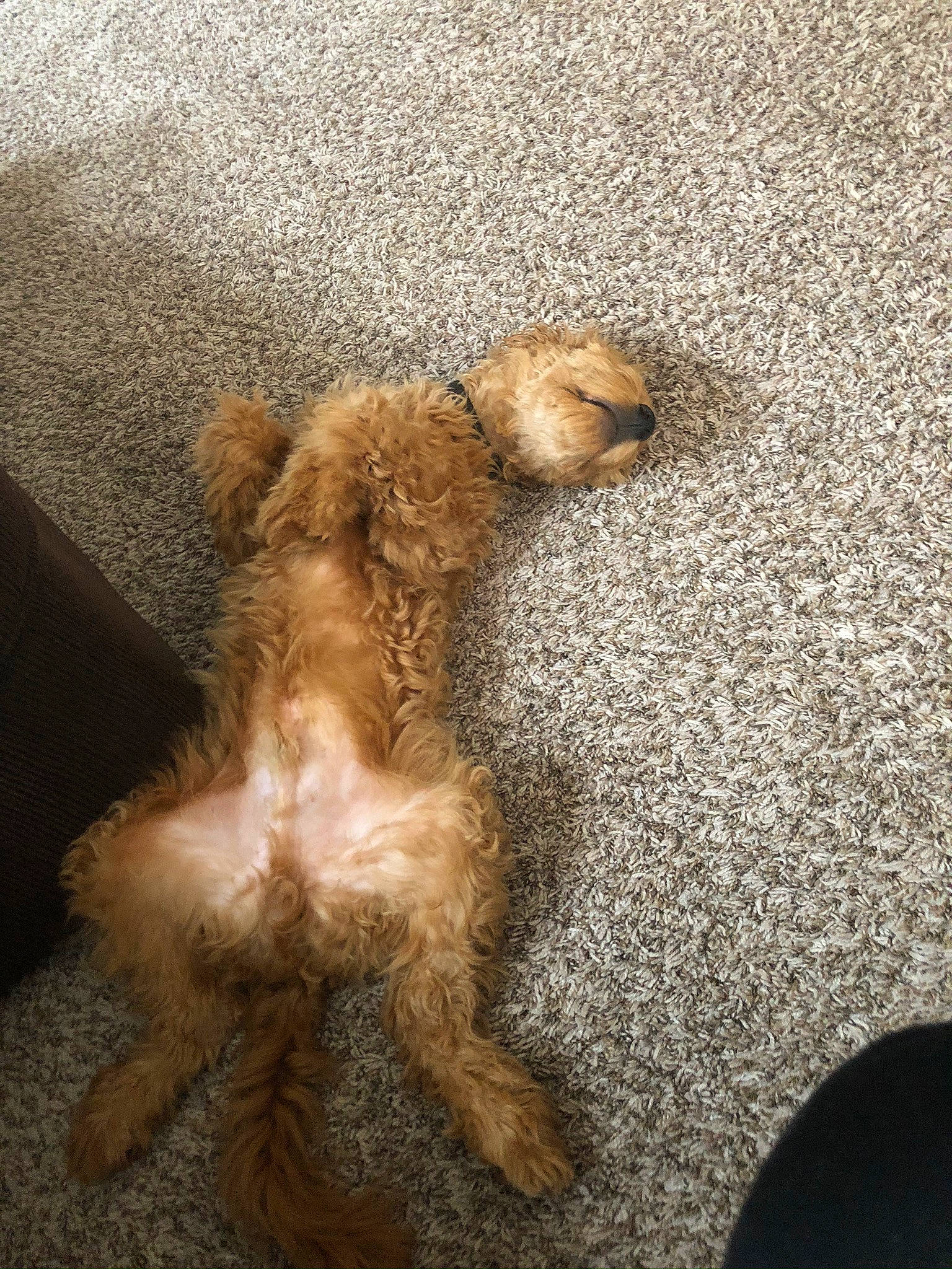 Tower joined the competition — help win amazing prizes! canidae, carnivore, cavapoo, cockapoo, companion_dog, dog, dog_breed, fawn, fur, goldendoodle, lakeland_terrier, paw, poodle_crossbreed, puppy, schnoodle, terrier, toy_dog, toy_poodle, welsh_terrier