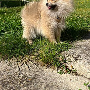 Jane a rejoint le concours — aidez-le/la à gagner de superbes lots ! dog, pomeranian, fluffy, grass, leash, sunlight, outdoor, pet, small_dog, tongue_out, stone_path, greenery, wall, daylight, cute, animal, nature, fur, squinting, happy