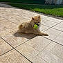 Jane participe au concours pour gagner de l'argent avec cette photo : dog, puppy, pomeranian, tennis_ball, tile_floor, outdoor, sunlight, grass, playful, pet, animal, small_dog, cute, furry, resting, mouth, ears, tail, backyard, daytime