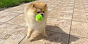 Jane participe au concours pour gagner de l'argent avec cette photo : dog, puppy, pomeranian, tennis_ball, pet, outdoor, patio, tile_floor, grass, greenery, sunlight, small_dog, playing, animal, cute, fluffy, white_furniture, garden, nature, shadow