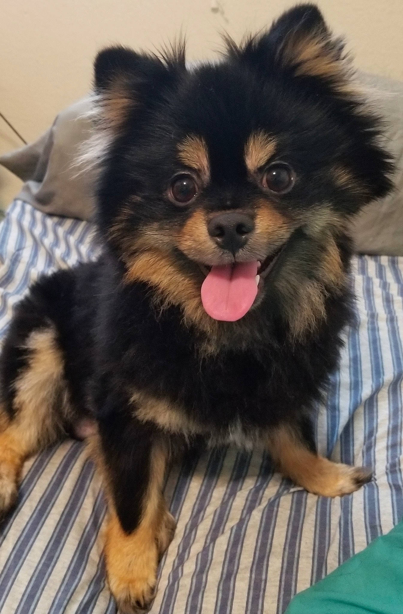 Bobo joined the competition — help win amazing prizes! ancient_dog_breeds, canidae, carnivore, companion_dog, dog, dog_breed, dog_supply, fawn, fur, paw, puppy, russkiy_toy, snout, sporting_group, terrestrial_animal, toy_dog, whiskers, working_animal, working_dog