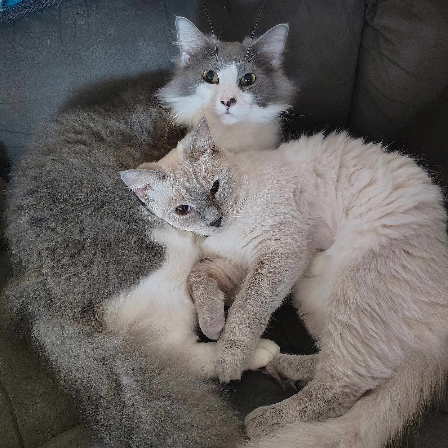 Rosco An Tazzy joined the competition — help win amazing prizes! abyssinian, angora, animal, architecture, armchair, building, cat, chair, couch, cushion, furniture, homedecor, indoors, kitten, linen, livingroom, manx, pet, room, siamese