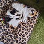 animal, blanket, calico, cat, cozy, cute, feline, fur, green_carpet, indoor, kitten, leopard_print, nap, paw, peaceful, pet, resting, sleeping, soft, two_animals