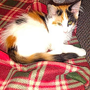 Gizzy An Pinocchio is registered to the contest to win money with this photo: animal, black, calico_cat, carpet, cat, closeup, ears, eyes, feline, fur, green, indoor, orange, overexposed, pet, plaid_blanket, red, resting, tail, white
