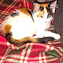animal, black, calico_cat, carpet, cat, closeup, ears, eyes, feline, fur, green, indoor, orange, overexposed, pet, plaid_blanket, red, resting, tail, white