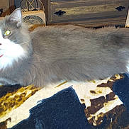 Rosco is registered to the contest to win money with this photo: animal, bedroom, blanket, carpet, cat, collar, dresser, fan, feline, floor, fluffy, furniture, gray, indoor, long_hair, lying_down, pet, resting, shoes, white