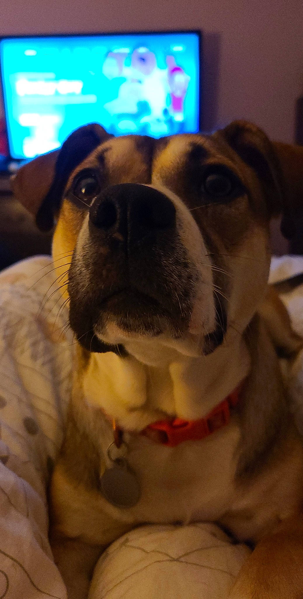 Chelsea is registered to the contest to win money with this photo: blue, canidae, carnivore, companion_dog, couch, dog, dog_breed, ear, eye, fawn, fur, head, light, mammal, nose, puggle, snout, vertebrate, whiskers, working_animal