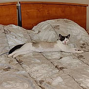 Billy a rejoint le concours — aidez-le/la à gagner de superbes lots ! animal, bed, bedspread, cat, comfort, cozy, cute, domestic, feline, floral_pattern, furniture, home, indoor, pet, quiet, relaxed, resting, sleepy, stretching, wooden_headboard