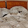 animal, bed, bedspread, cat, comfort, cozy, cute, domestic, feline, floral_pattern, furniture, home, indoor, pet, quiet, relaxed, resting, sleepy, stretching, wooden_headboard