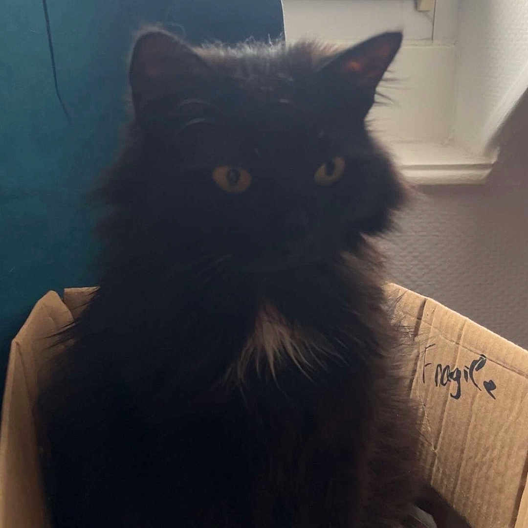 Symphonie a rejoint le concours — aidez-le/la à gagner de superbes lots ! animal, black_cat, box, cardboard_box, cat, cozy, curious, dark_fur, feline, fluffy, fragile, home, indoor, pet, quiet, shadow, sitting, soft_light, window, yellow_eyes