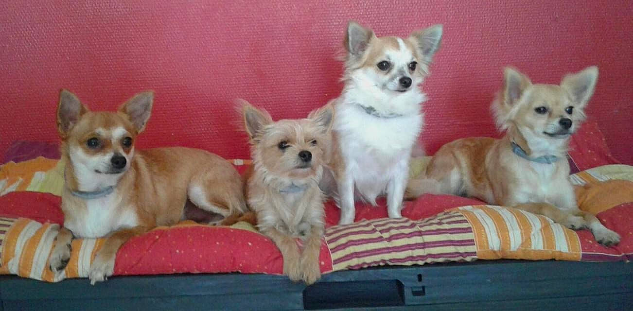 Lovely Loocky Moogly Et Myllou