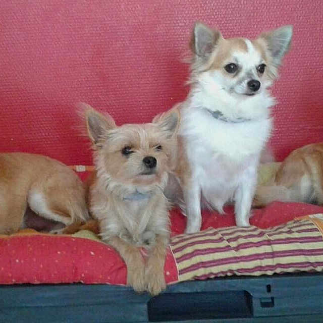 Lovely Loocky Moogly Et Myllou