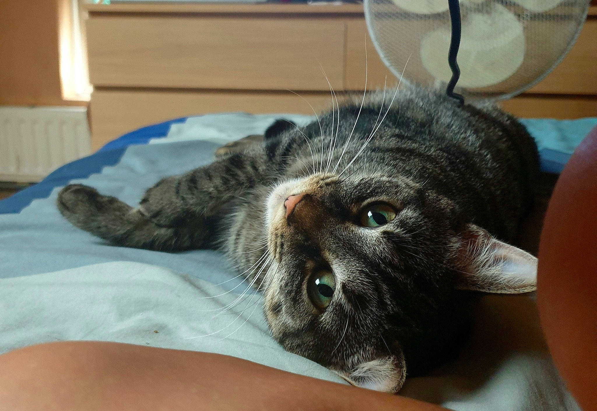 Raja participe au concours pour gagner de l'argent avec cette photo : carnivore, cat, claw, comfort, domestic_short_haired_cat, ear, felidae, fur, nap, paw, small_to_medium_sized_cats, sporting_group, terrestrial_animal, whiskers