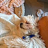 dog, sleeping, fluffy, white, collar, blanket, cozy, nap, pet, fur, closeup, indoor, relaxing, comfort, rest, cute, animal, domestic, companion, soft