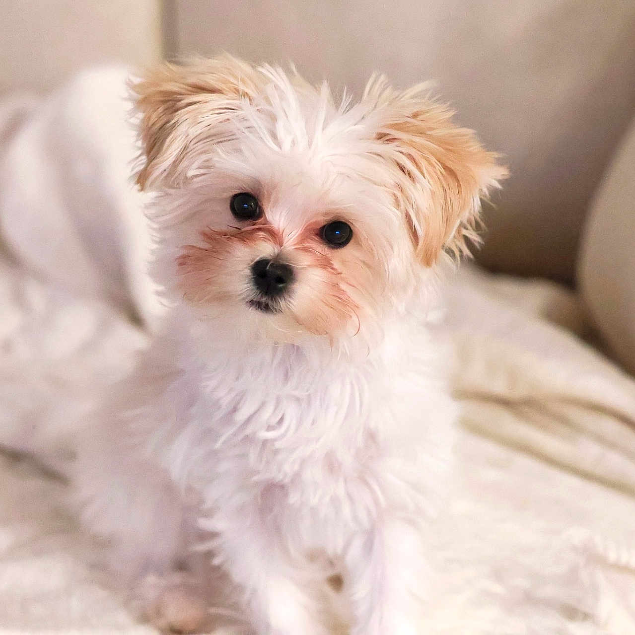 Milo is registered to the contest to win money with this photo: puppy, dog, small_dog, white_fur, tan_ears, fluffy, cute, pet, animal, indoor, blanket, soft, young_dog, sitting, looking, curious, companion, adorable, portrait, cozy