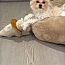 Milo is registered to the contest to win money with this photo: dog, puppy, fluffy, pet_bed, plush_toy, indoor, wood_floor, small_dog, beige, cute, relaxed, animal, flooring, toy, domestic_animal, fur, lying_down, cozy, companion, adorable