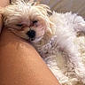dog, sleeping, fluffy, white, pet, resting, leg, couch, cozy, indoors, relaxation, fur, cute, companion, animal, nap, comfort, human, closeup, peaceful