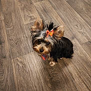 Asia is registered to the contest to win money with this photo: dog, small_dog, bow, pet, floor, wooden_floor, indoor, cute, animal, fur, ears, looking_up, adorable, brown, black, companion, domestic_animal, young, sitting, curious
