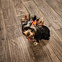 dog, small_dog, bow, pet, floor, wooden_floor, indoor, cute, animal, fur, ears, looking_up, adorable, brown, black, companion, domestic_animal, young, sitting, curious