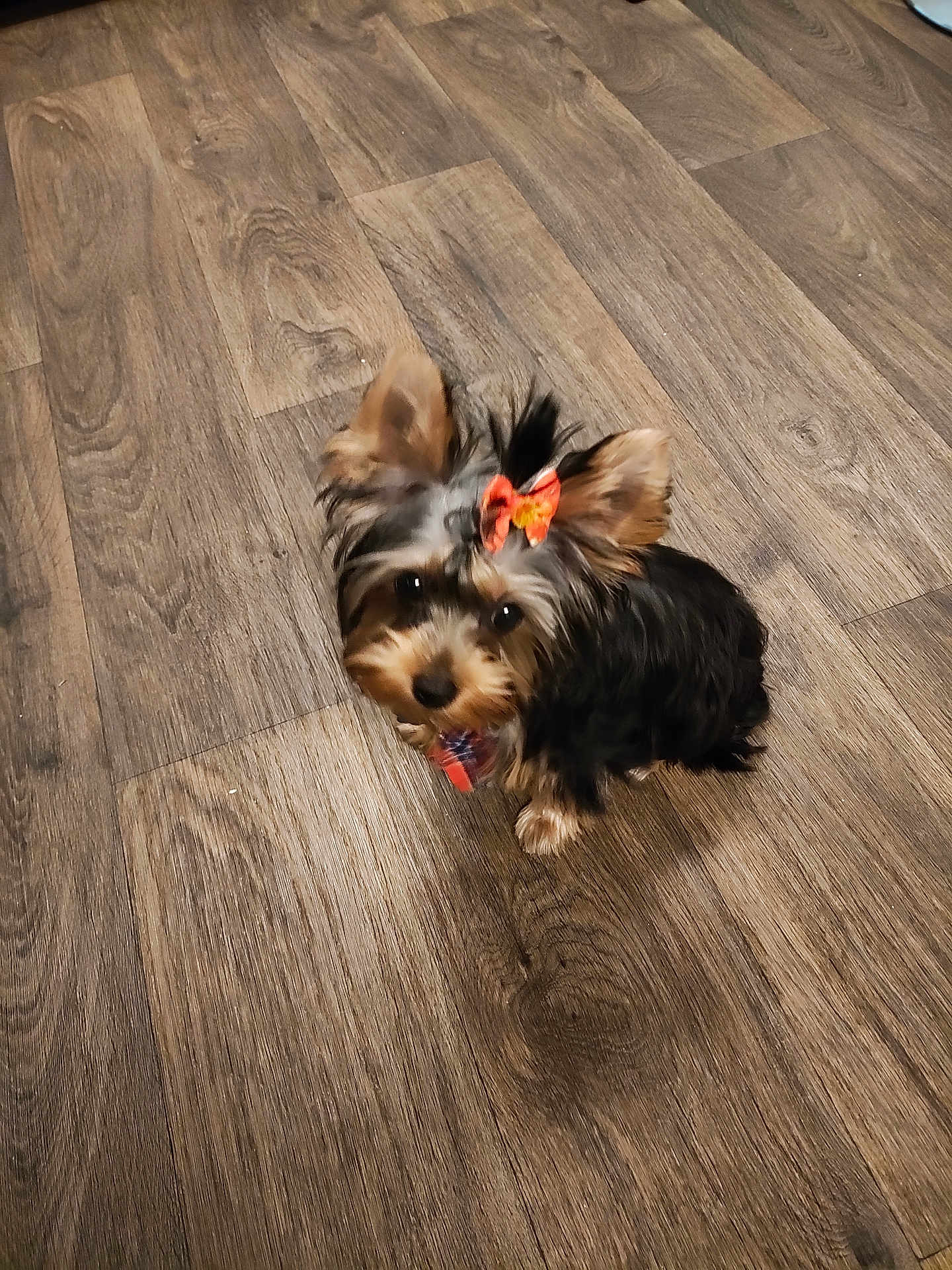 Asia is registered to the contest to win money with this photo: dog, small_dog, bow, pet, floor, wooden_floor, indoor, cute, animal, fur, ears, looking_up, adorable, brown, black, companion, domestic_animal, young, sitting, curious
