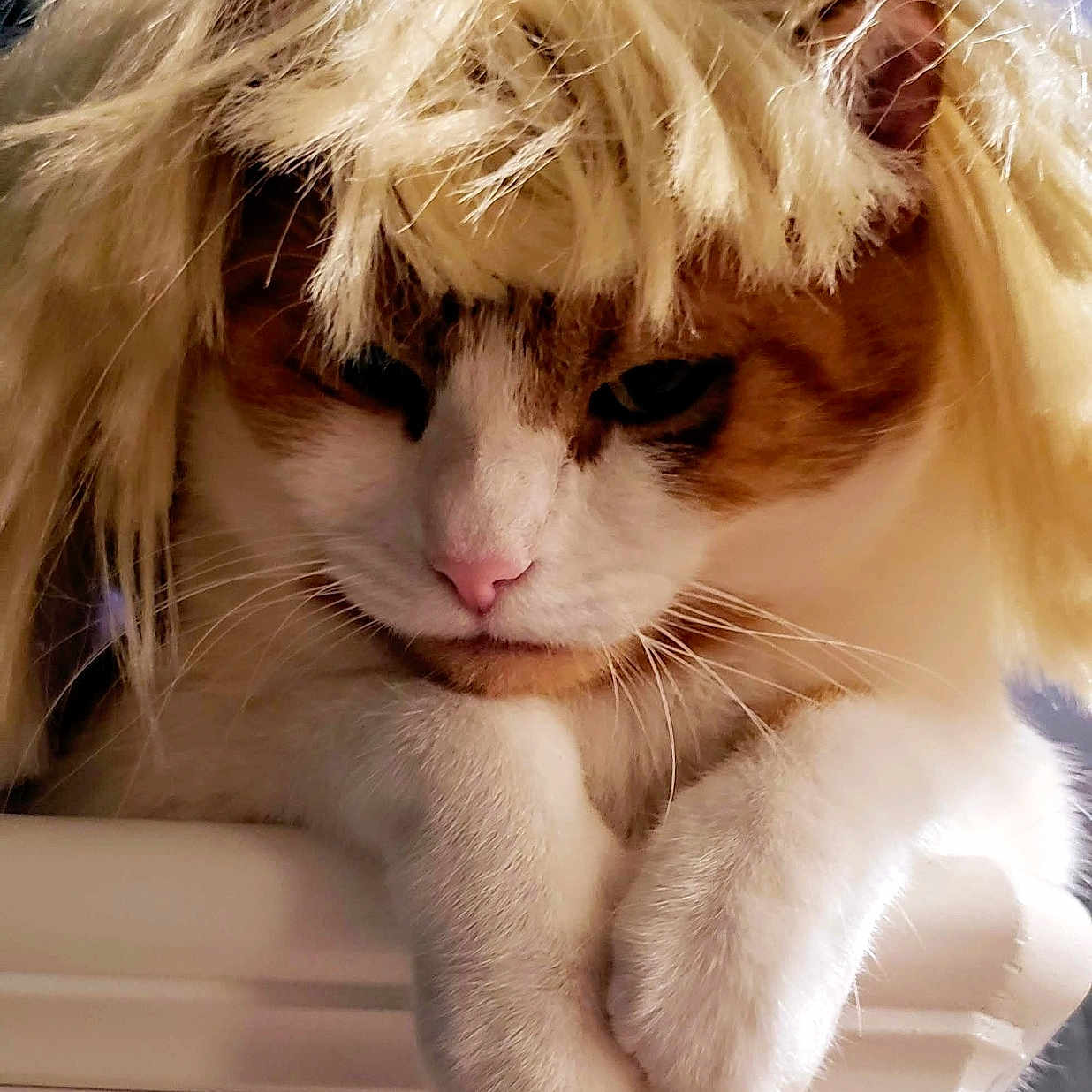 Hunter joined the competition — help win amazing prizes! abyssinian, angora, animal, blonde, cat, clothing, costume, couch, face, furniture, hair, head, kitten, manx, person, pet, photography, portrait, sleeping, wig