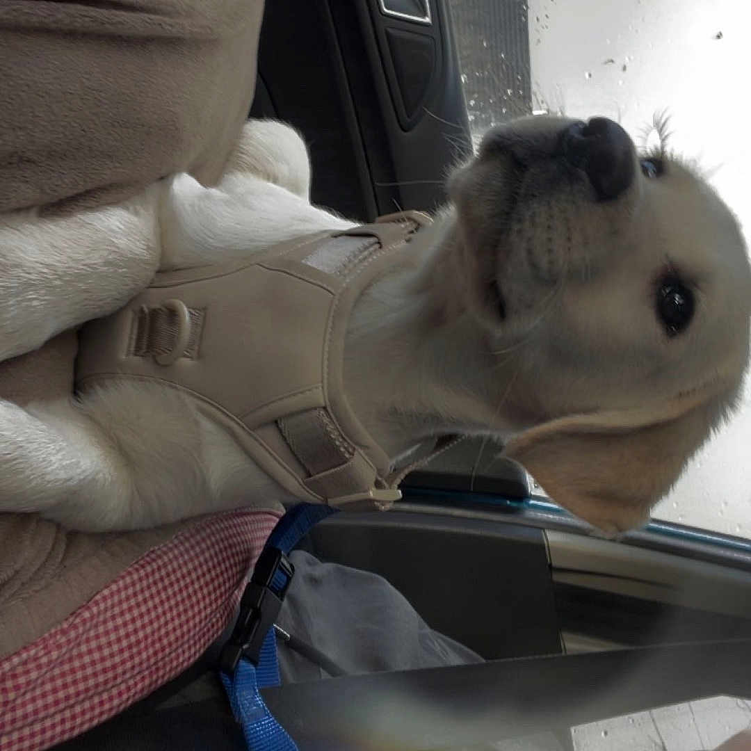 Bella joined the competition — help win amazing prizes! canine, car, car_interior, closeup, cute, dog, harness, human, interior, person, pet, puppy, rain, resting, seat, seatbelt, sitting, travel, window, young_dog