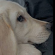 Bella is registered to the contest to win money with this photo: dog, close_up, light_fur, resting, paw, animal, pet, canine, fur, portrait, indoors, soft_texture, looking_away, side_view, quiet, calm, companion, domestic_animal, snout, whiskers